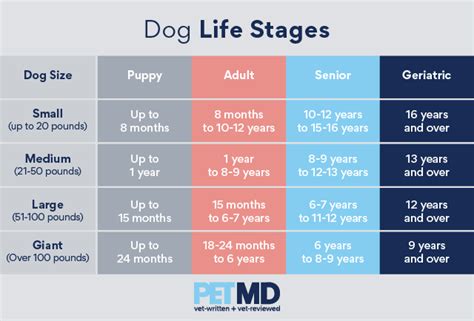 Pet Myths Dog Years To Human Years Petmd