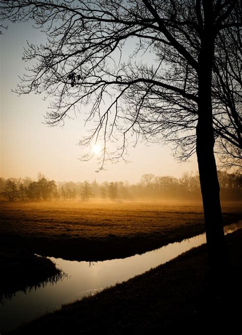 Free Images Landscape Tree Water Nature Branch Winter Sun Fog