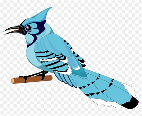 Bird 21 Free Vector Blue Jay Clipart Png Transparent Png 800x610