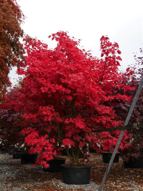 Mattlwfowler, nov 19, 2007 #8 Acer palmatum 'Atropurpureum' | Van den Berk Faiskolák