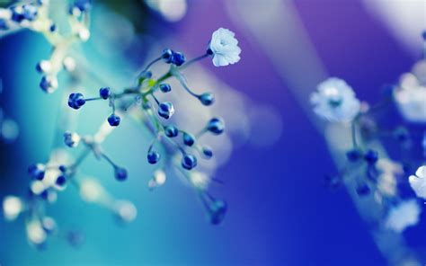 Wallpaper Sunlight Depth Of Field Water Branch Blue Flowers Dew