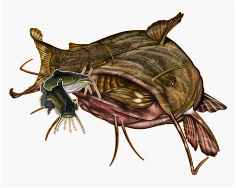 Images Of Flathead Catfish Drawing Png Download Transparent Png