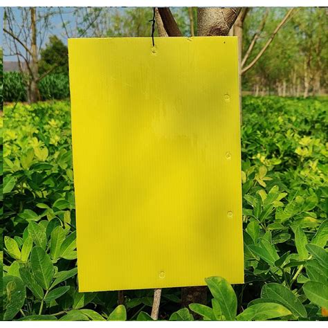 Yellow Sticky Trap For Insect In Garden And Farm Glue Trapfly Trap