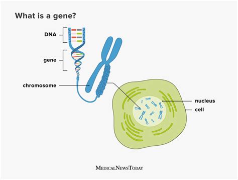 Genes Function Makeup Human Genome Project And Research