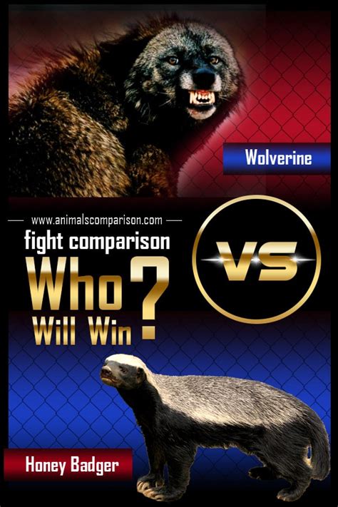 Wolverine Vs Honey Badger Fight Comparison Who Will Win