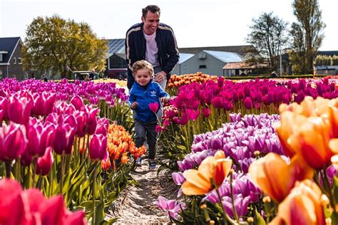 Guided Tour To Keukenhof Gardens And Tulip Experience From Amsterdam