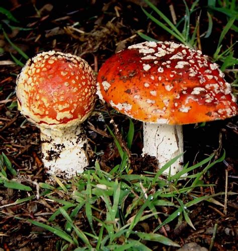 Photos Of Psilocybin Mushrooms