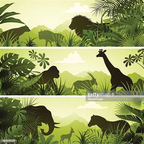 Rainforest High Res Illustrations Getty Images