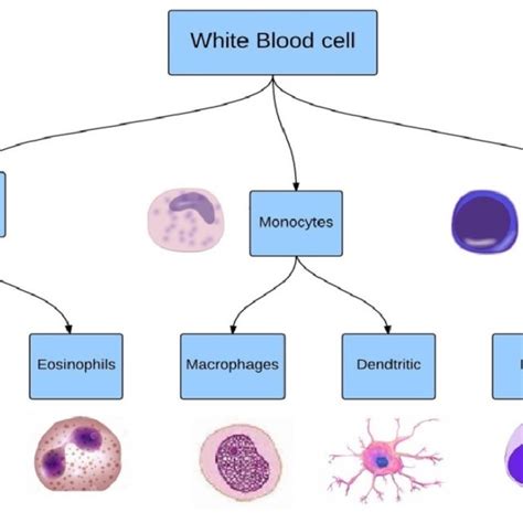 White Blood Cell Taxonomy From Bone Marrow Including Three Main Types