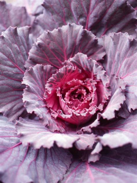 Flowering Kale Better Homes And Gardens