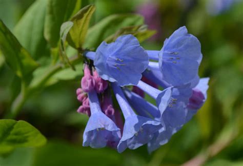 Virginia Bluebells Blooming 500 Lewis Ginter Botanical Garden