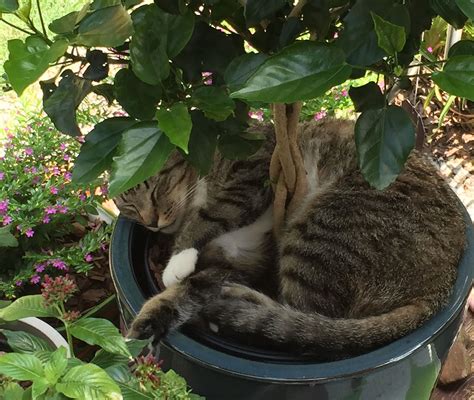 Tropical Hibiscus And Cat Napping Container Plants Cat Nap Hibiscus