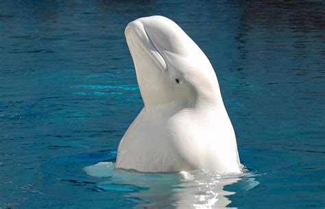 Beluga Ou Baleia Branca O Que Come Quais São Seus Hábitos