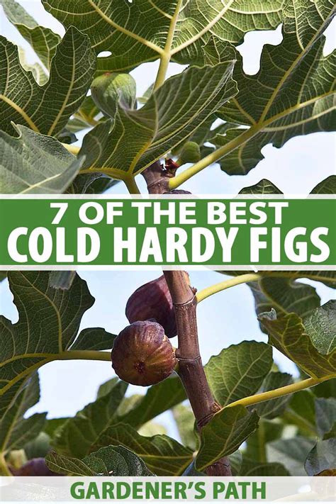 7 Of The Best Cold Hardy Fig Trees Gardeners Path