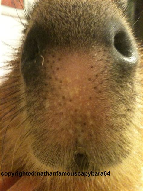 Super Close Up Of Capybara Nose Famous American Capybara
