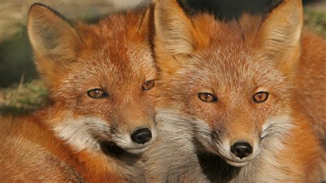 Closeup View Of Two Brown Foxes Hd Fox Wallpapers Hd Wallpapers Id