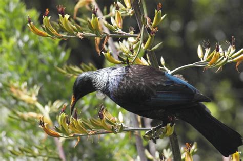 Native Birds As Pollinators — Science Learning Hub