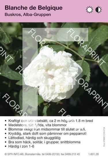 Blanche De Belgique Floraprint — Fd Spr Info