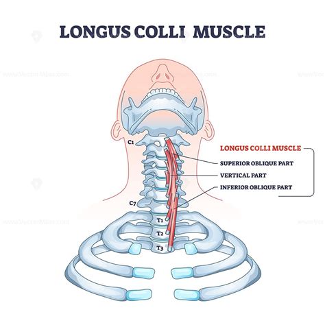 Longus Colli Muscle With Superior Vertical And Inferior Part Outline