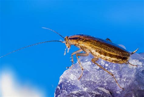 What Eats Cockroaches List Of 10 Cockroach Predators