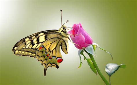 Butterfly And Rose Wallpapers Wallpaper Cave