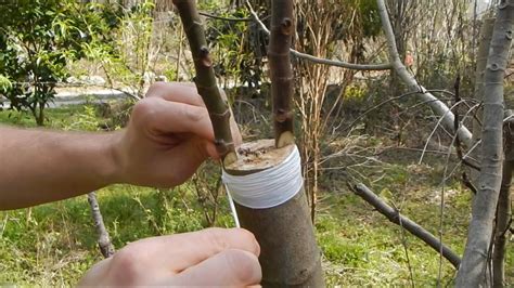 Cleft Grafting A Fig Tree Youtube