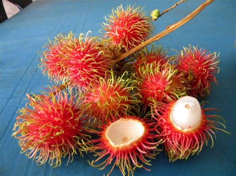 Buah belimbing mempunyai kandungan potasium yang tertinggi. Nilai Khasiat Buah-Buahan Malaysia yang anda Tidak Tahu ...