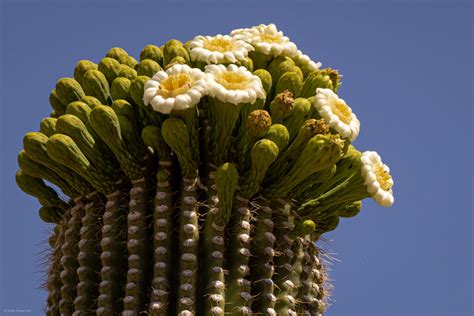The Sonoran Desert And Saguaro National Park Kctrvlr