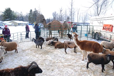 Petting Zoo at Tip-up Town USA Winter Festival in Houghton… | Flickr