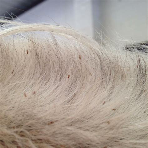 What Do Chewing Lice Look Like On Cats Annett Mccauley