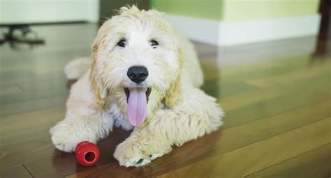 Doodle Dog Breeds 21 Reasons Why Doodles Are So Popular