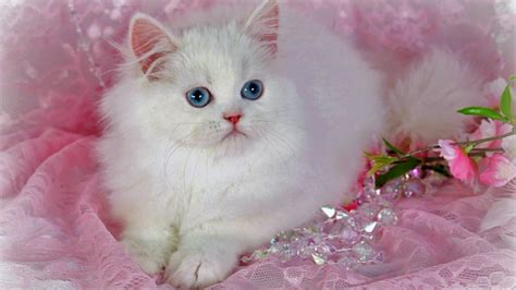 Beautiful Cat Wallpapers Wallpaper Cave