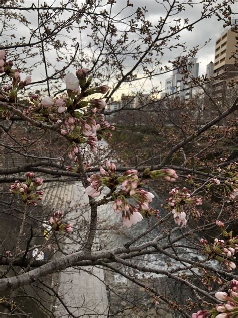We did not find results for: Die erste Kirschblüten Sakura in Kobe Japan ...
