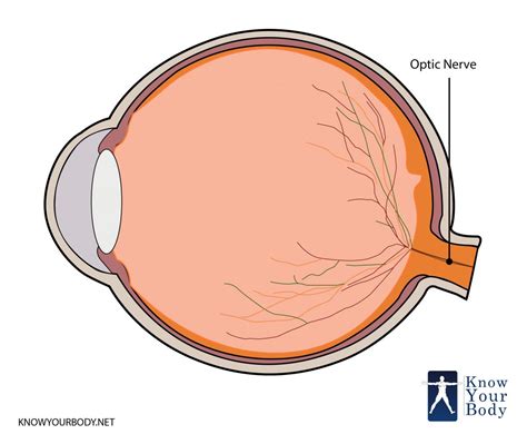 Optic Nerve Definition Function Anatomy And Faqs