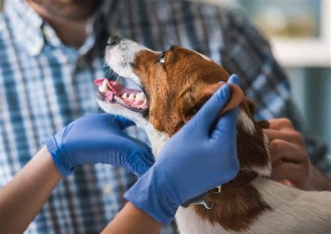 ¿por Qué Mi Perro Sangra Por La Nariz