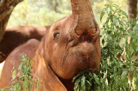 How An Orphan Baby Elephant Is Helping Others Of His Kind