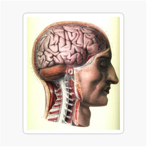 Anatomical Brain And Vertebrae Face Side View Sticker By Zehda