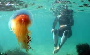 The lion mane jellyfish is a common enemy found in the aurelian depths. Cornwall's coastline invaded by swarms of Lion's Mane jellyfish | Daily Mail Online
