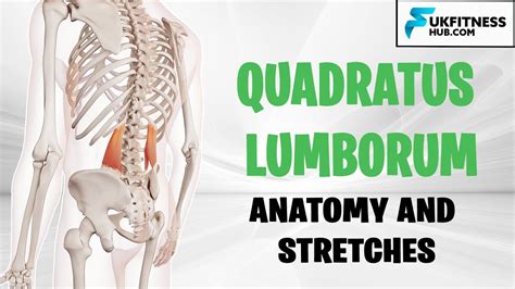 QL Quadratus Lumborum Anatomy And Best Stretches For Tightness