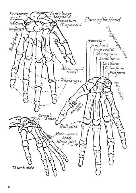 Anatomy Coloring Books | AdultcoloringbookZ