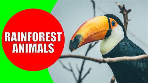 Temperate Rainforest Animals List