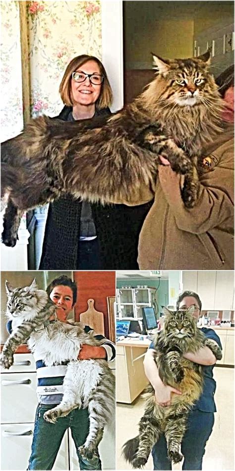 Some breeds of cats, such as the maine coon and the persian, grow to larger sizes than the average domestic cat. Pin on Maine coon