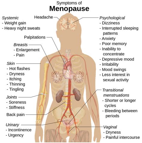 Understanding Menopause And Its Symptoms West Ashley OBGyn