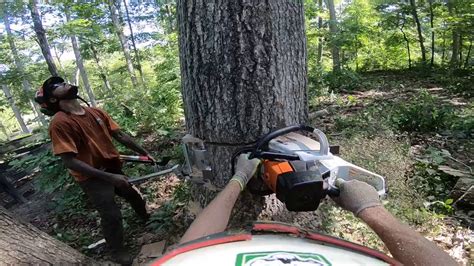 Jack Assisted Tree Felling Axe Contracting Youtube