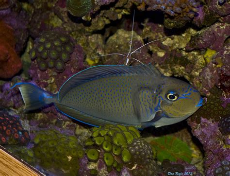 Predator is very active and. Natural parasite control. The scarlet skunk cleaner shrimp ...