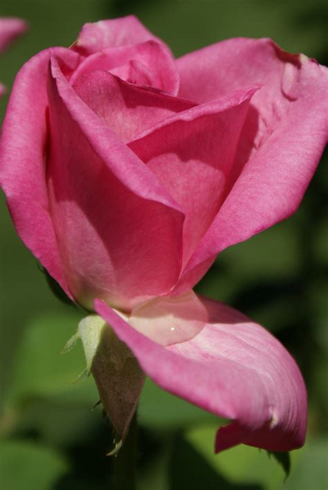 Rose Hybrid Tea Fragrant Memory