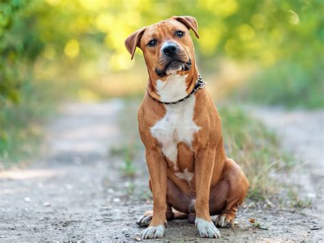 The american staffordshire terrier derived from crossing bulldogs with an older terrier line. American Staffordshire Terrier im Rasseportrait ...