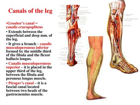 The purpose of this study was to measure the relative contributions of 4 hip and thigh muscles while performing squats at 3 depths. PPT - Functional anatomy of the muscles of the limbs PowerPoint Presentation - ID:702395
