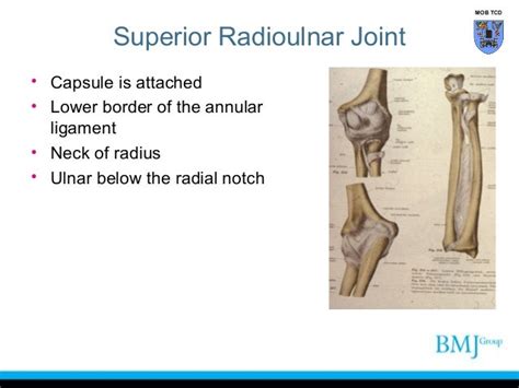 Anatomy Of Superior And Inferior Radioulnar Joint