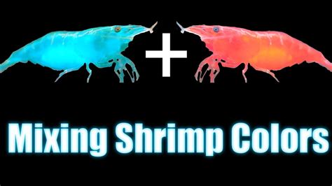 Mixing Shrimp Colors Neocaridina Genetics YouTube